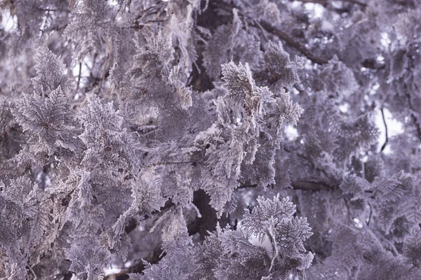 바늘과 나무의 나뭇가지에 서리가 패턴입니다 개념입니다 냉동된 — 스톡 사진