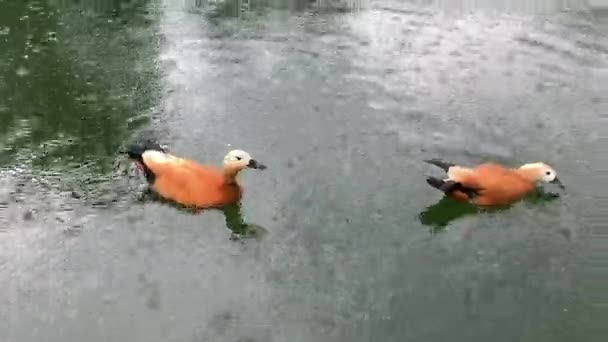 Twee rode eenden zwemmen in het meer, in de regen. — Stockvideo