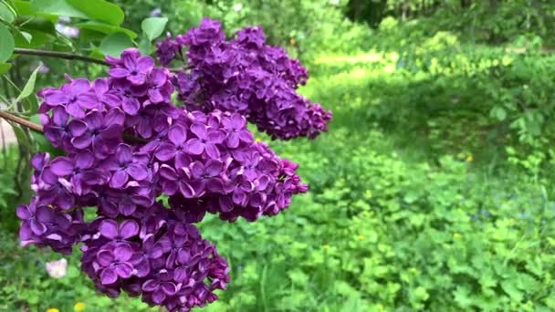Leuchtend lila Flieder wiegt sich im Wind. — Stockvideo