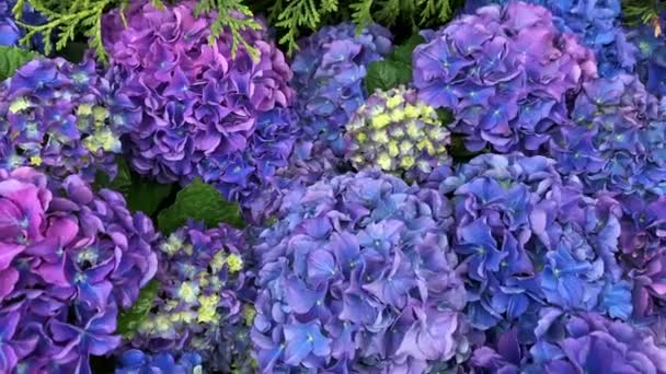 Hortensia púrpura y rosa Hortensia, muchos colores brillantes con hojas verdes . — Vídeo de stock