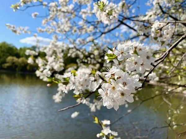 Une grande branche, aux feuilles vertes, courbée sur le lac. Paysage printanier . — Photo