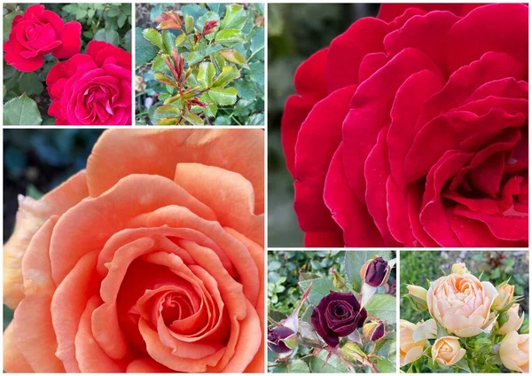 Collage aus leuchtenden Blumen, Rosen und grünem Laub — Stockfoto
