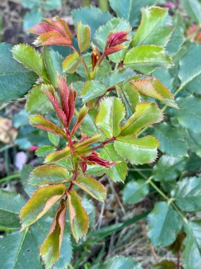 Gül çiçeğinden yeşil yapraklar, doğal arkaplan