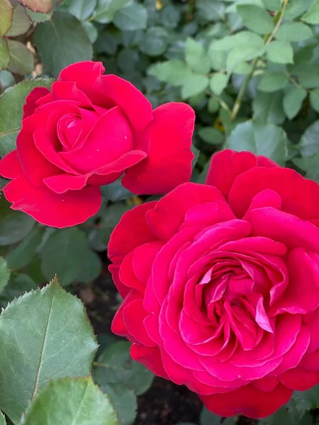 Zwei leuchtend rote Rosen mit grünem Laub auf natürlichem Hintergrund. — Stockfoto