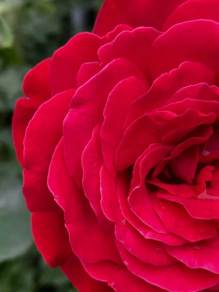Halbe Rosenblüte, helle kastanienbraune Farbe, Blütenblätter aus nächster Nähe — Stockfoto