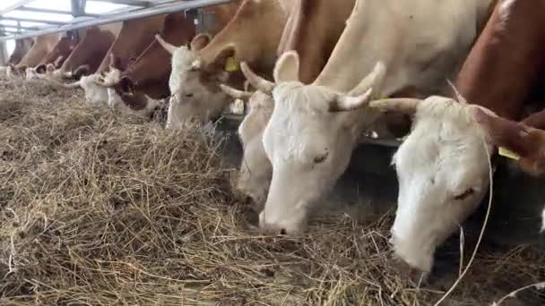 Las vacas marrones comen hierba seca en el establo — Vídeo de stock