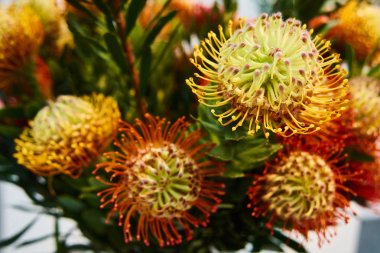 Leucospermum Flame Giant bir tür Protea. Sıradışı çiçekler güzel buket