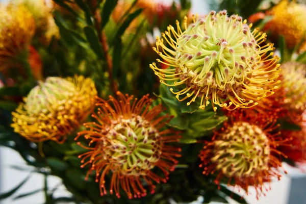 Leucospermum Flame Giant bir tür Protea. Sıradışı çiçekler güzel buket
