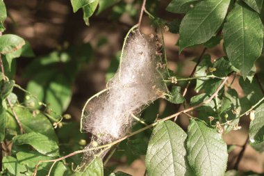 Kiraz güve spiderweb chokecherry ağaç üzerinde