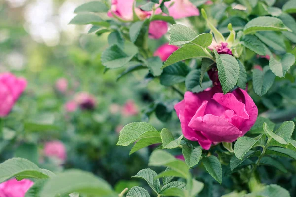 Kuşburnu ihale pembe çiçekler ve yeşil yaprakları ile