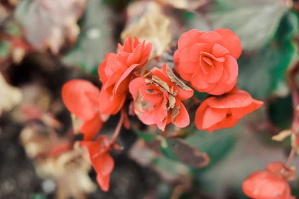 Прекрасные цветущие красные розы — стоковое фото