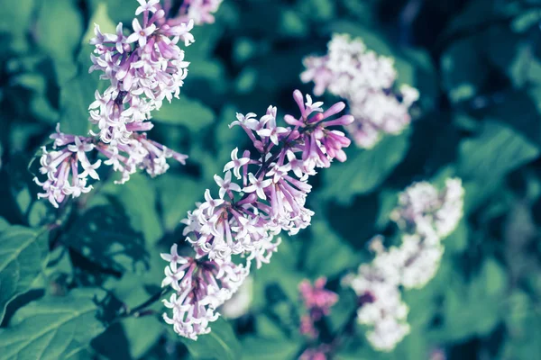 Three branches of beautiful lilac flowers — Stock Photo, Image