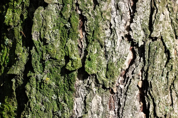 Lärk eller furu texturerat bark med grön mossa — Stockfoto