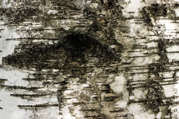 Black and white birch bark texture with eye hole — Stock Photo, Image