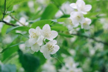 Güzel elma ağacı çiçek ışık görüntü