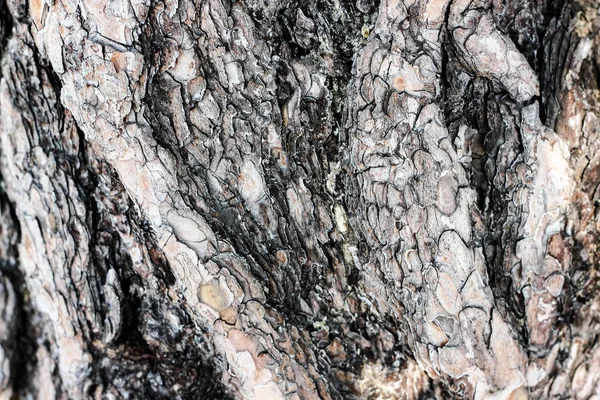 Bakgrund med närbild av gamla pine tree bark — Stockfoto