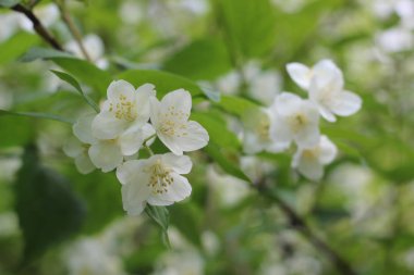 Güzel yaz çiçek açan elma ağacı