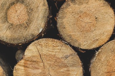 Büyüme halkası ile ahşap günlükleri closeup yuvarlak dilimlenmiş