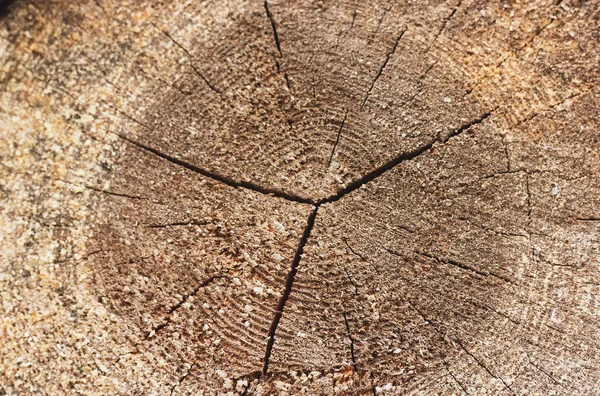Närbild av enda runda skivade trä logg — Stockfoto