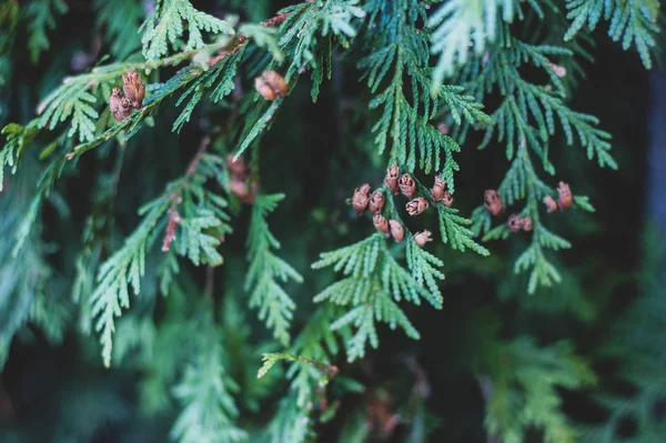 Mazı (bitki) ağacı ile ihale yeşil Noel arka plan