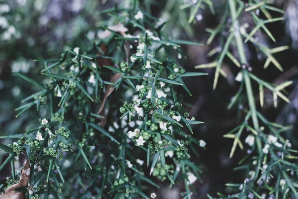 Närbild av gröna enbär bush grenar — Stockfoto