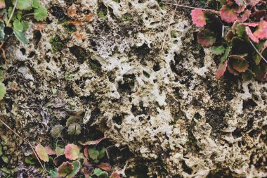 Yeşil ve kırmızı yaprakları ve moss ile eski gri taş