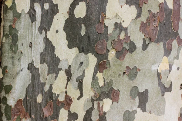 Närbild av kamouflage sycamore bark bakgrund — Stockfoto