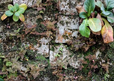 Yeşil ve sarı bitki yaprakları ve moss ile eski gri taş tuğla duvar. Yosun ve sarmaşık gri beton yüzeyinde büyüyen yakın çekim