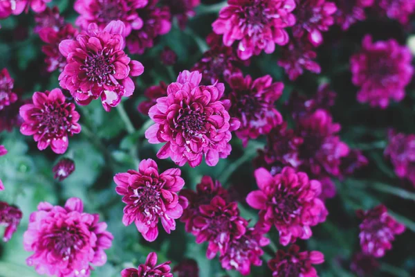 Dark Close Image Bright Pink Zinnia Flowers Contrast Magenta Zinnia — Stock Photo, Image