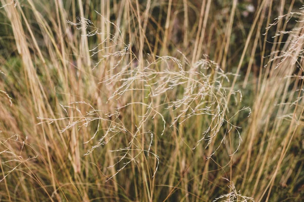 Bliska tło beżowy jesień łodyg traw — Zdjęcie stockowe