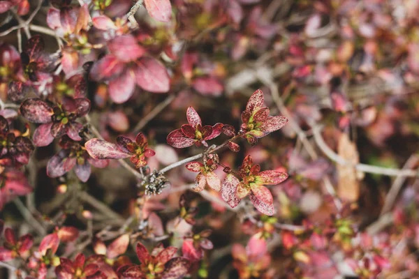Mess of berberis branches with red leaves — Stock Photo, Image