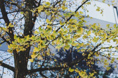 Binanın önünde sarı yapraklar ile Ginko ağacı