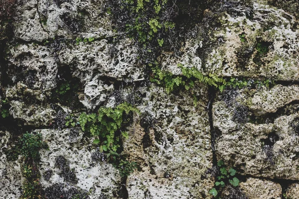 Kirli gri taş yaprakları ve moss ile dekore edilmiş