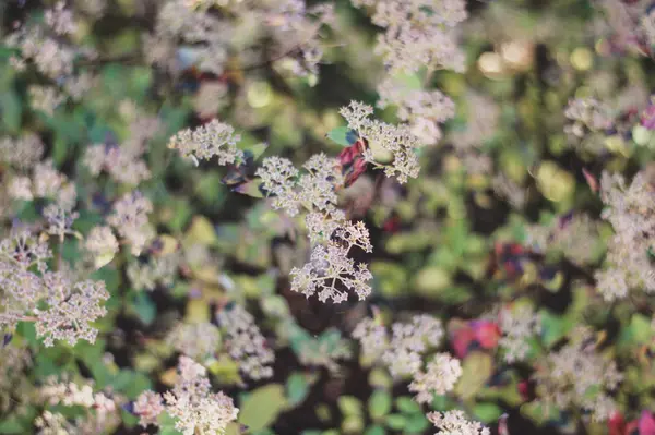 Close up blurred image of hoya memoria flowers — Stock Photo, Image