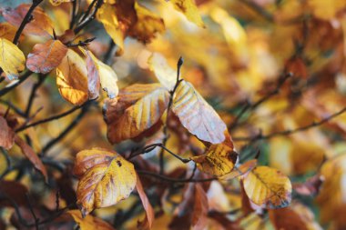 Turuncu elm yaprakları ile parlak sonbahar arka plan