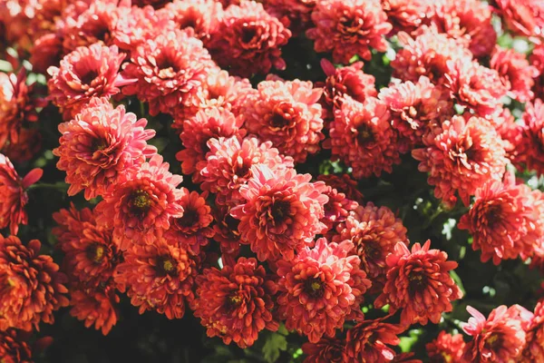 Mess of pink hardy chrysanth flowers — Stock Photo, Image