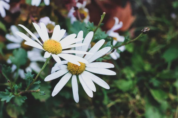 Bright chamomile against the green grass — Stock Photo, Image