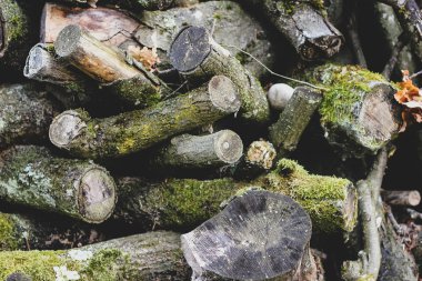 Dağınık gri günlükleri ve dalları ile yeşil yosun