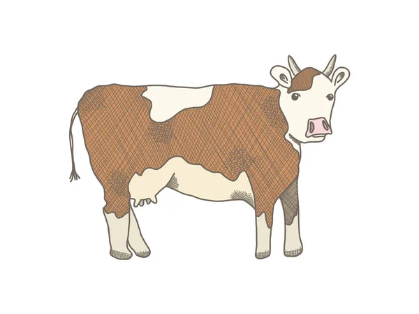 Braune Umrisse Kuh Illustration auf weißem Hintergrund — Stockvektor