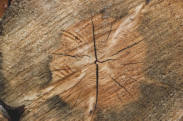 Närbild av gamla enda runda skuret trä logg — Stockfoto