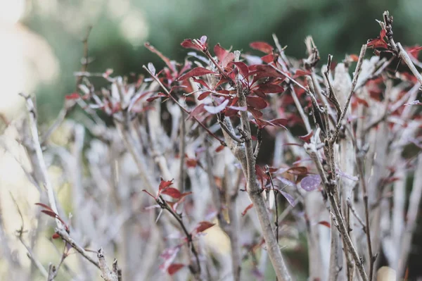 Dekorativa berberis skär kvistar med röda blad — Stockfoto