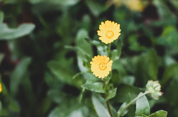 Beautiful english field marigold flowers on green — Stock Photo, Image
