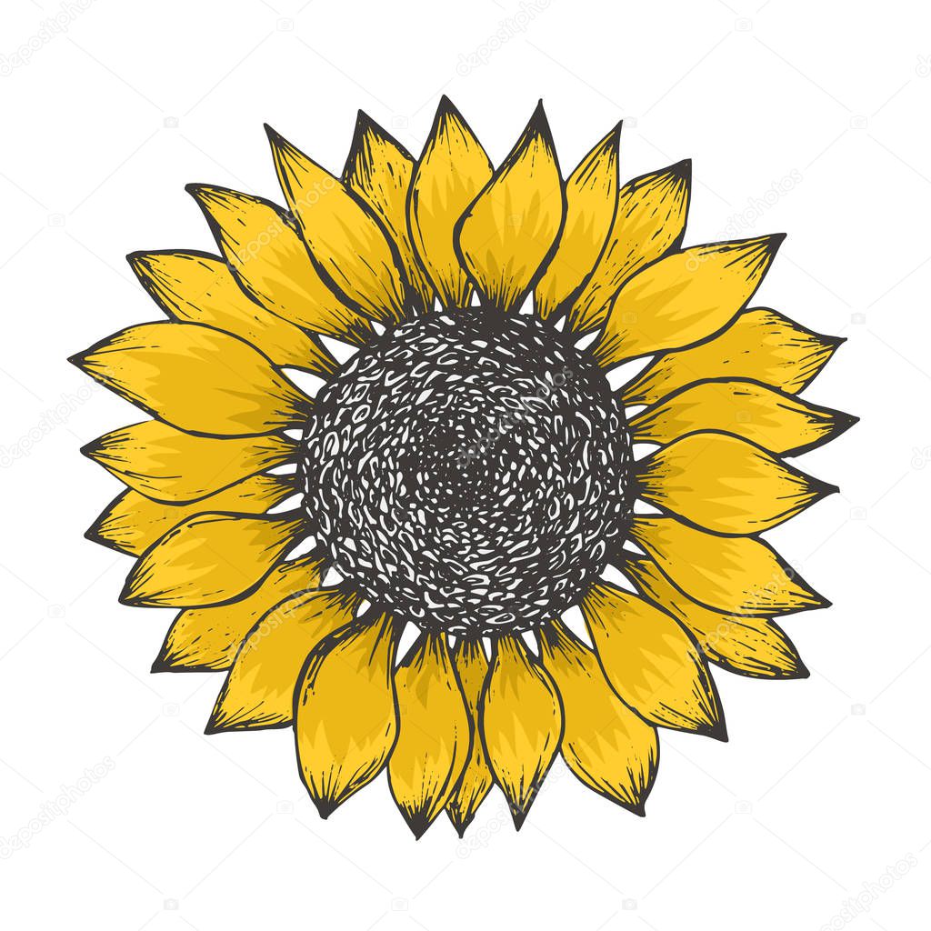 Colorful yellow sketch of sunflower blossom