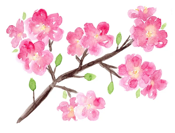 Jasně růžová akvarel sakura větev s květinami — Stock fotografie