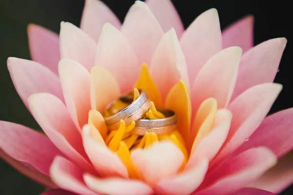 Wedding day. Wedding rings on a pink water lily. Wedding rings lying on top of the pink lotus. — Stock Photo, Image