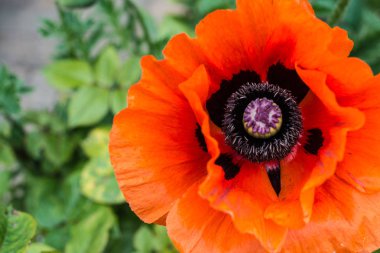 Büyük kırmızı haşhaş. Close. Kırmızı haşhaş ıslak