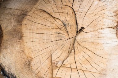 Ahşap dokular. Ormanda kökle, makro kütük.