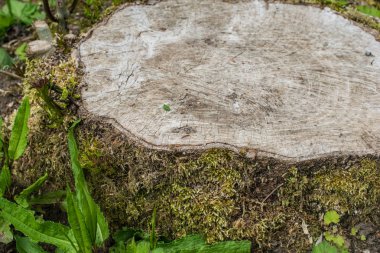 Güdük yosun kaplı. Ahşap doku. Ormanda güdük.