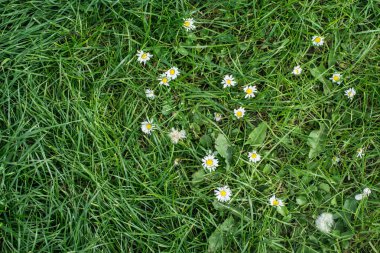 Birçok beyaz papatya çayır üst görünümünde. Çimenlerin üzerinde küçük papatyalar.