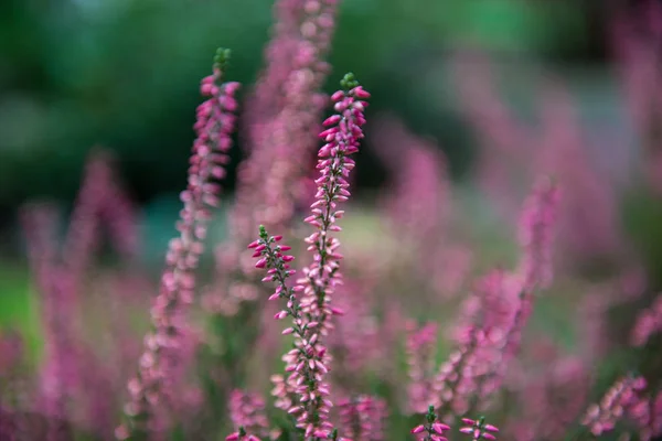 Flores de brezo. Flores de brezo florecientes en el prado verde. fondo púrpura . —  Fotos de Stock